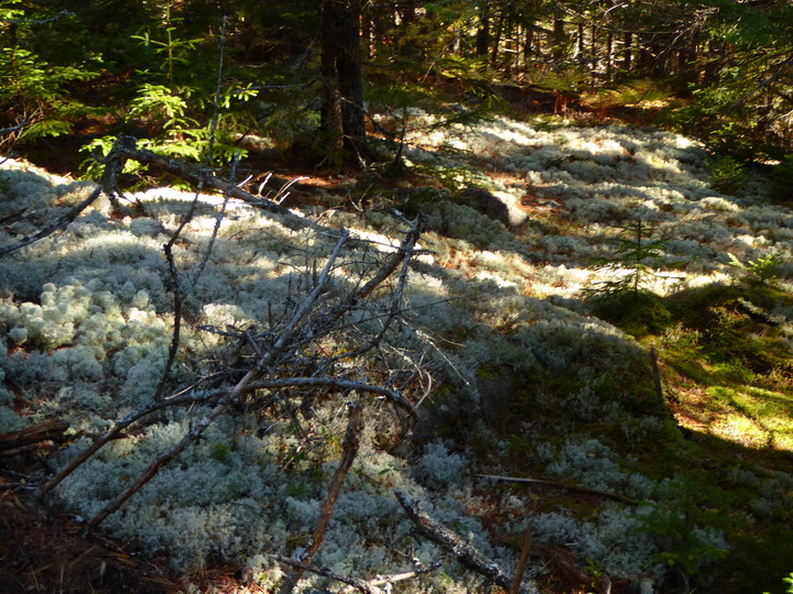   Wanderung im Acadia-Nationalpark  Cadillac Mountain NP  Hiking Trail from Otter Cove to TopWanderung im Acadia-Nationalpark  Cadillac Mountain NP  Hiking Trail from Otter Cove to Top