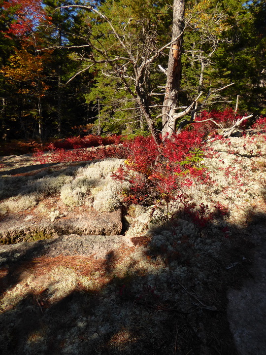    Wanderung im Acadia-NationalparkWanderung im Acadia-NationalparkWanderung im Acadia-Nationalpark