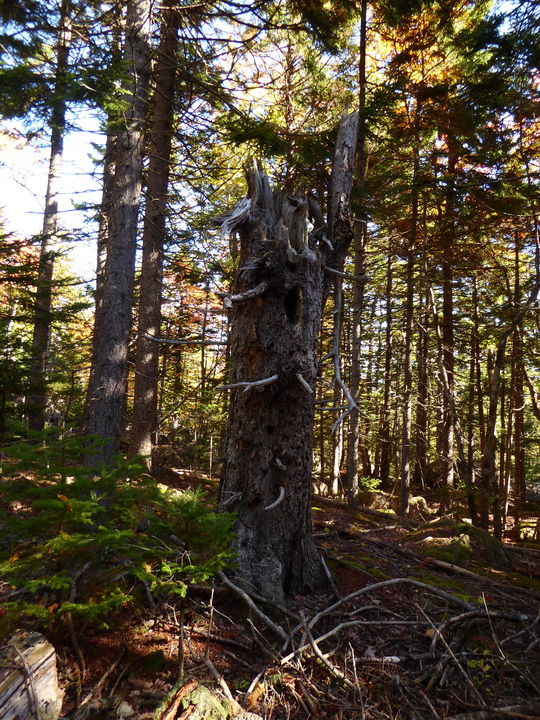 Wanderung im Acadia-Nationalpark  Cadillac Mountain NP  Hiking Trail from Otter Cove to Top