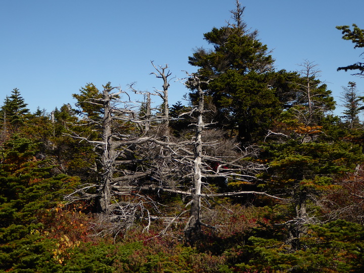 Wanderung im Acadia-Nationalpark  Cadillac Mountain NP  Hiking Trail from Otter Cove to Top