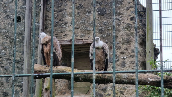 Adler- und Wolfspark KasselburgGerolstein Geier