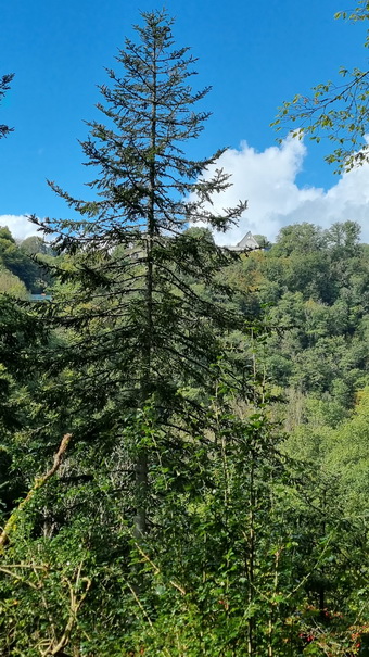 Manderscheid  Burgen 2 Manderscheider  bUrgen 