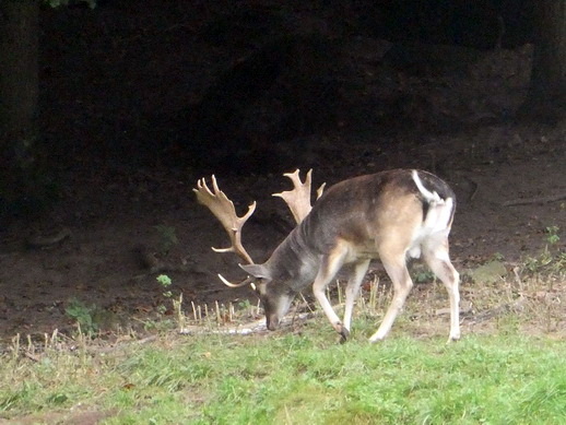 Gerolstein   Adler- und Wolfspark Kasselburg Gerolstein