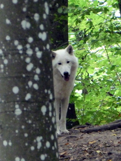 Gerolstein   Adler- und Wolfspark Kasselburg Gerolstein