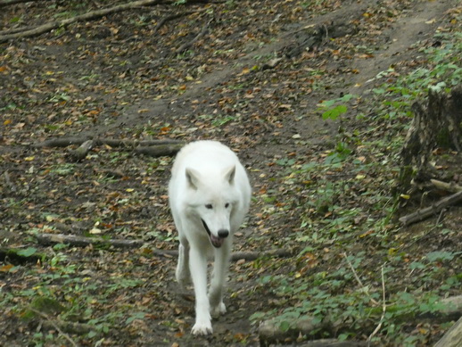 Adler- und Wolfspark Kasselburg Gerolstein Polarwlfe Timberwlfe