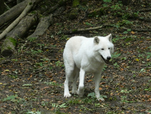 Adler- und Wolfspark Kasselburg Gerolstein Polarwlfe Timberwlfe