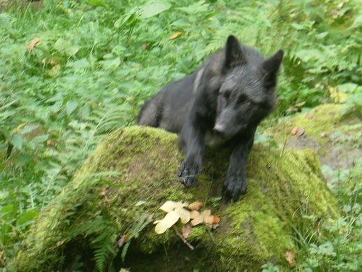 Adler- und Wolfspark Kasselburg Gerolstein Polarwlfe Timberwlfe