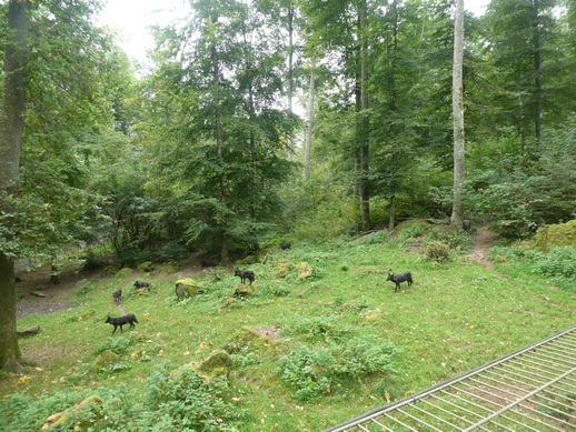 Adler- und Wolfspark Kasselburg Gerolstein Polarwlfe Timberwlfe