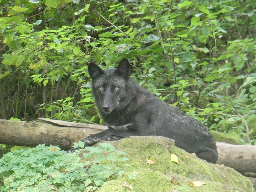 Adler- und Wolfspark Kasselburg Gerolstein Polarwlfe Timberwlfe