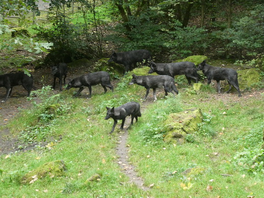 Adler- und Wolfspark Kasselburg Gerolstein Polarwlfe Timberwlfe