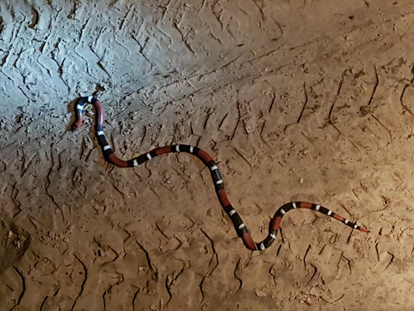 POUSADA Xaraes Coralsnake Korallenschlange