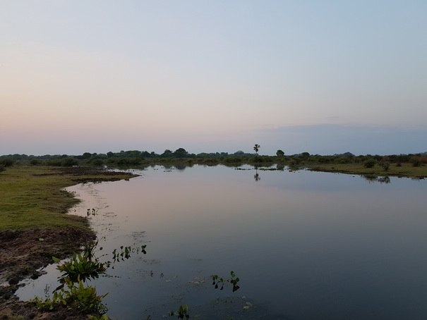 pantanal-sundowner