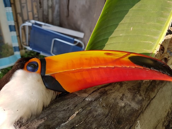 Aguape Fazenda Pantanal tucan