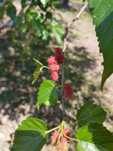 Barra Mansa Lodge Maulbeeren 