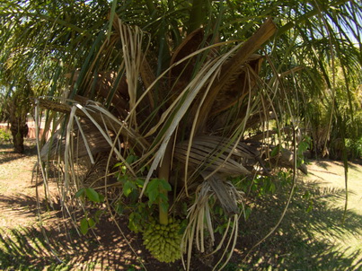 POUSADA Xaraes pantanal fisheye