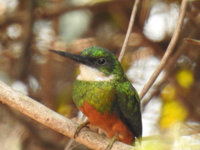 Jacamar 