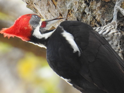 Pica Pau Woodpecker Specht 