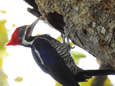 Pica Pau Woodpecker Specht 