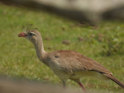 POUSADA Xaraes  red-legged-seriema wie secretary bird africa 