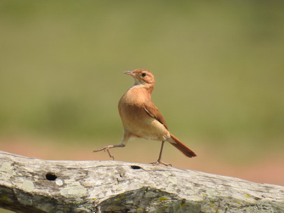 Flycatcher 