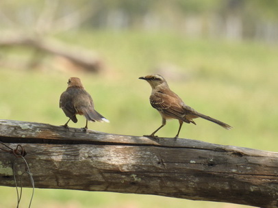 Flycatcher 