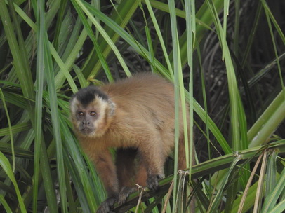  Monkey  Kapuzineraffe Cappuchin Monkey Monkey Monkey Monkey  Kapuzineraffe Cappuchin Monkey 