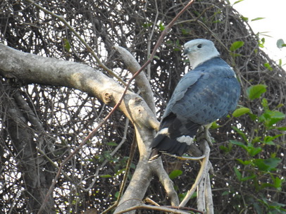 Hawk Hawk Savannah Hawk