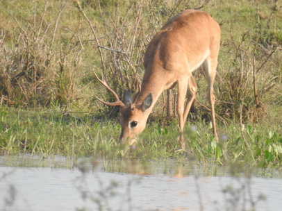   Deer Marsch Deer Deer Marsch Deer 