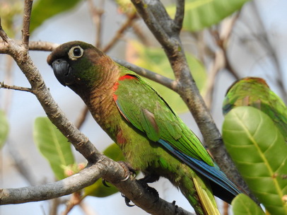 Parakeet Blaze-winged-Parakeet Parakeet Blaze-winged-Parakeet   