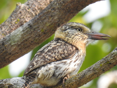   Chaco Puffbird Caatinga Puffbird 