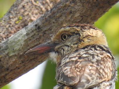   Chaco Puffbird Caatinga Puffbird 