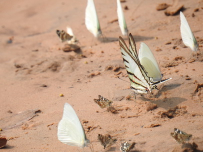 papilotte Schmetterling  