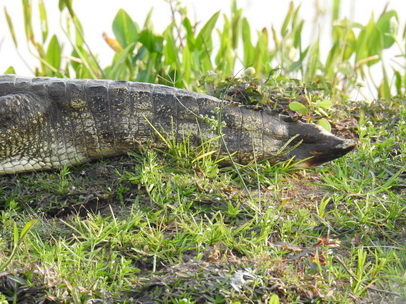 kaiman Jacare  Halftail