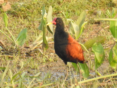 jacana