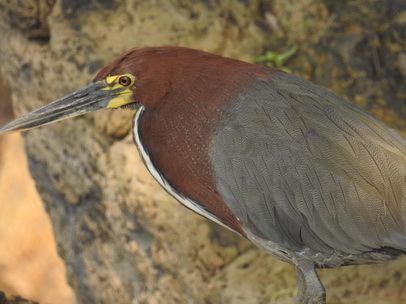 Heron Rufuscent Tiger Heron Heron Rufuscent Tiger Heron   