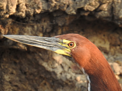 Heron Rufuscent Tiger Heron Heron Rufuscent Tiger Heron   