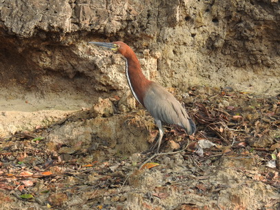 Heron Rufuscent Tiger Heron Heron Rufuscent Tiger Heron   