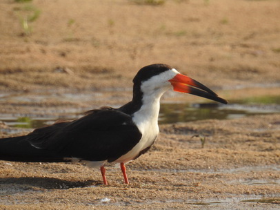 Skimmer + Tern 