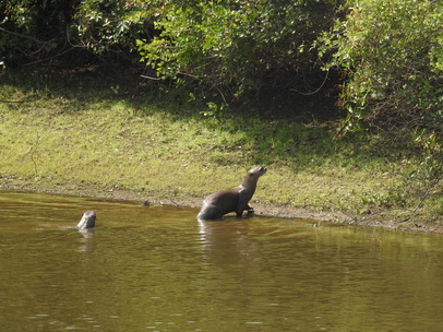 Lontra  Fischotter 