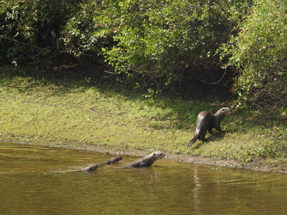 Lontra  Fischotter 