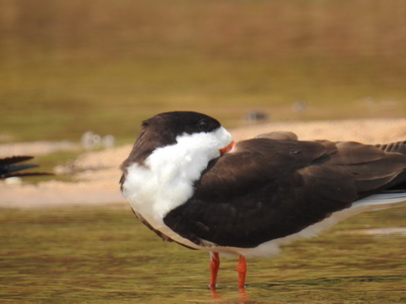 Skimmer + Tern 