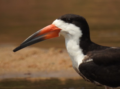 Skimmer + Tern 