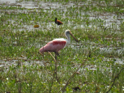 Sponbill Rosa Löffler