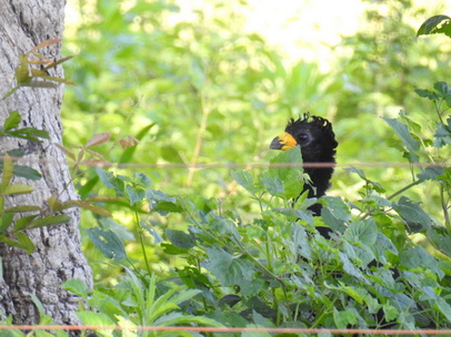 Bare-faced-Curassow Nacktgesichthokko