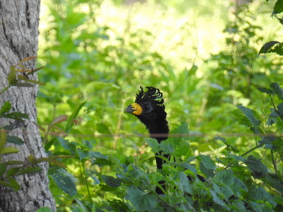 Bare-faced-Curassow Nacktgesichthokko