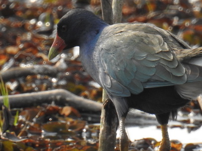  Purple Gallinule  Frango Azul