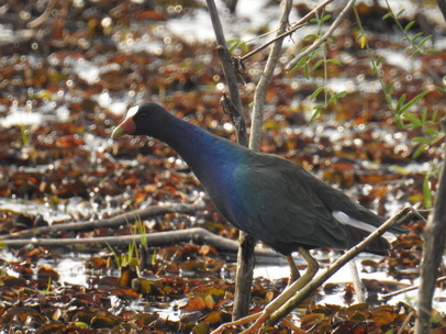  Purple Gallinule  Frango Azul