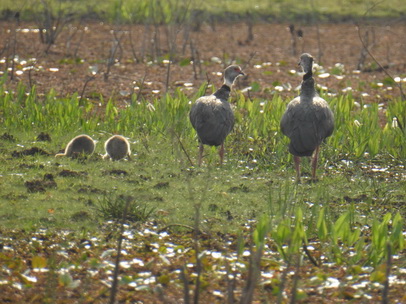 Southern-Screamer 