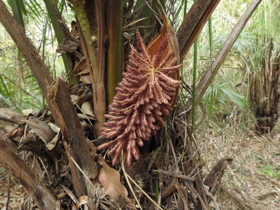 Palmtree