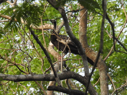 Common Piping Guan